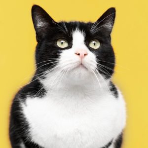 adorable-gatito-blanco-y-negro-con-pared-monocromatica-detras-de-ella-scaled-e1764008126695 (1)