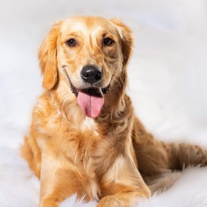 disparo-vertical-de-un-lindo-perro-sentado-sobre-una-tela-blanca-mullida-1-scaled-e1764006215347