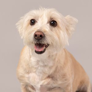 perro-blanco-es-lindo-en-un-estudio