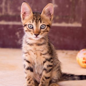 pexels-ezz7-691583-3-scaled-e1764006439970