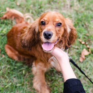 retrato-de-adorable-cocker-spaniel