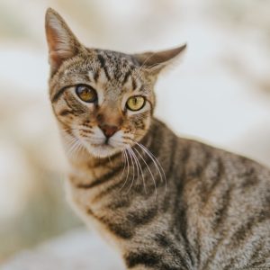 retrato-de-un-lindo-gato-domestico-adorable-con-hermosos-ojos-2-scaled-e1764006541838